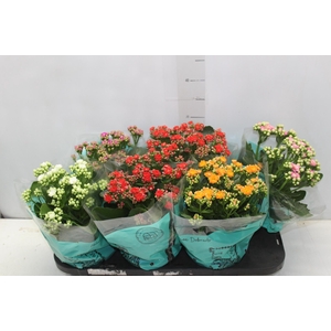 KALANCHOE DOBRADO P15