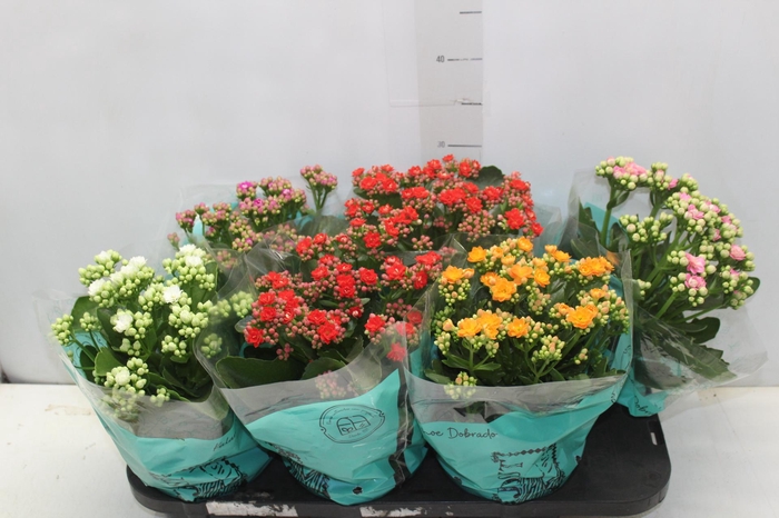 <h4>KALANCHOE DOBRADO P15</h4>