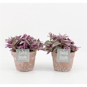 Tradescantia Sweetness 10,5 in terracotta pot