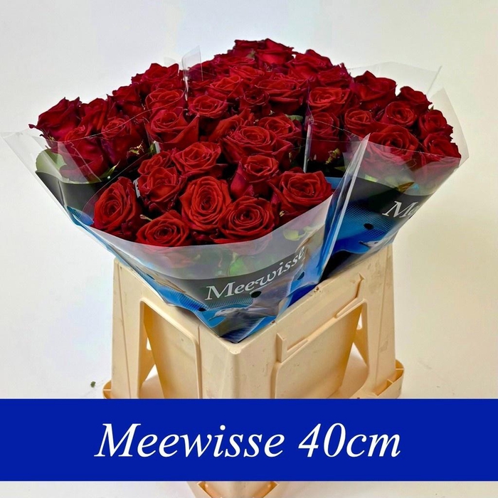 <h4>R GR RED NAOMI!</h4>