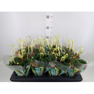 Peperomia caperata 'Lilian'