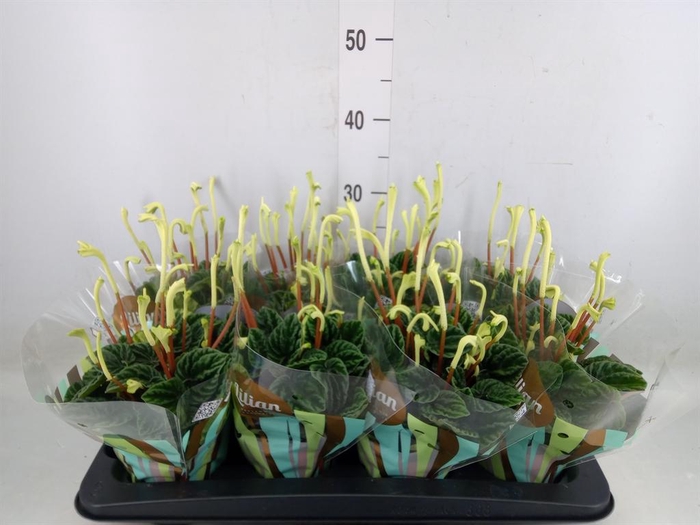 <h4>Peperomia caperata 'Lilian'</h4>