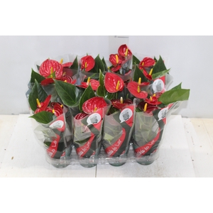 ANTHURIUM RED SUCCESS P09