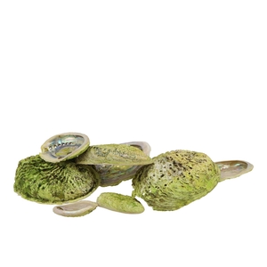 Schelp Abalone Green 19x18,5x4,5cm