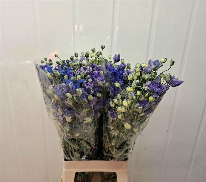 <h4>Delph D Bijou Aquam</h4>