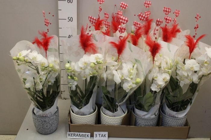 <h4>ARR PHAL MT</h4>