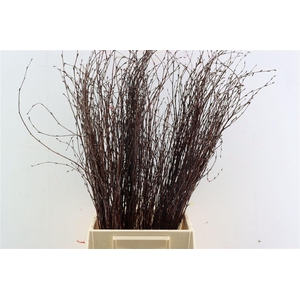 Berk 70cm Laquered Naturel Pbs