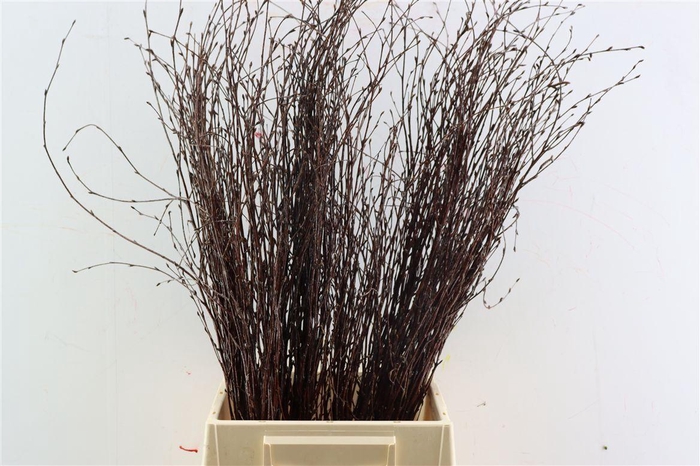 <h4>Berk 70cm Laquered Naturel Pbs</h4>