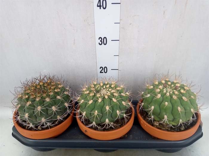 Gymnocalycium saglionis