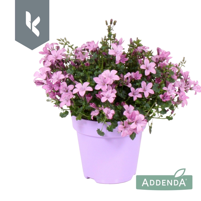 <h4>Campanula Ambella Pink in ton sur ton</h4>