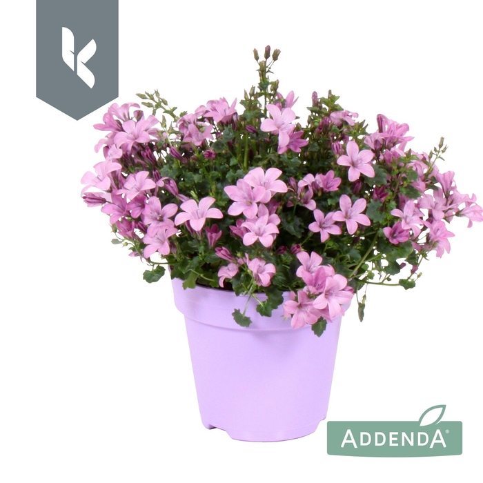 <h4>Campanula Ambella Pink in ton sur ton</h4>