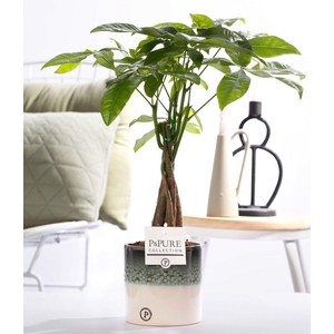 Pachira Aquatica Keramiek Illusion