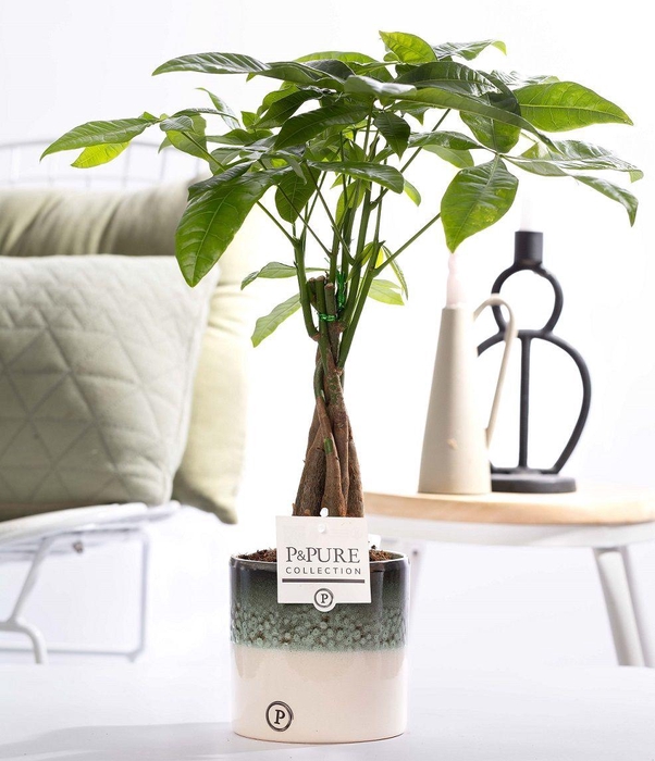 <h4>Pachira Aquatica in P&PURE Illusion ceramics</h4>