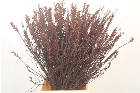 <h4>Myrica Gale Bs</h4>