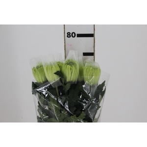 ANASTASIA DARK GREEN 080 CM VERDE