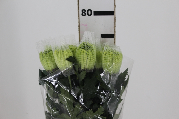 ANASTASIA DARK GREEN 080 CM VERDE