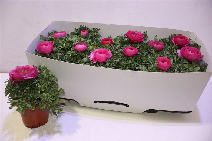 <h4>Ranun Sprink Pink</h4>