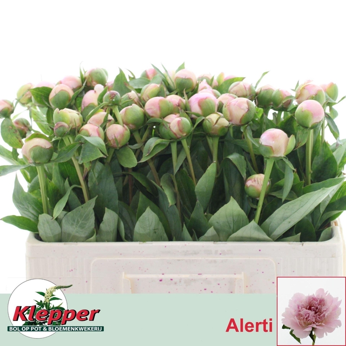 <h4>PAEONIA ALERTIE</h4>