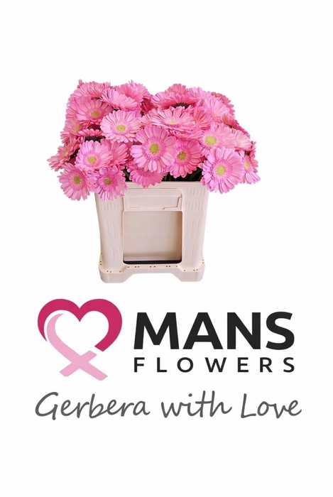 <h4>GE MI KITTY</h4>