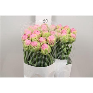 Tu Du Strawber Cream