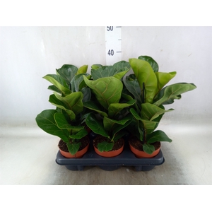 Ficus lyrata 'Bambino'
