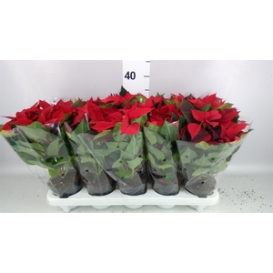 Euphorbia pulc. 'Superba New Glitt'
