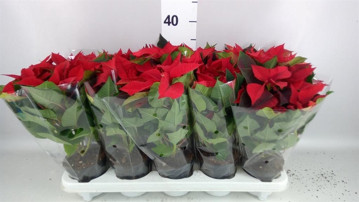 <h4>Euphorbia pulc. 'Superba New Glitt'</h4>