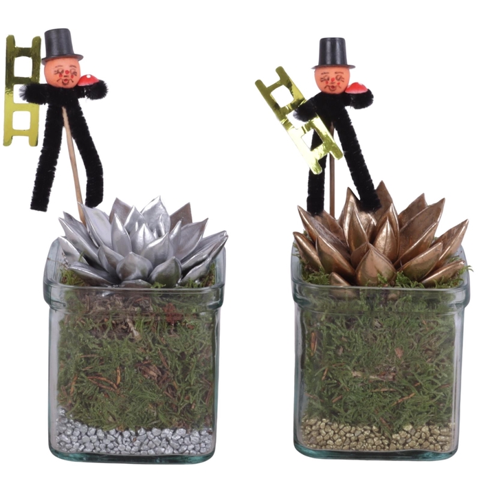 <h4>New Year Arr. Succulent Glass Accuglas Square Ø08cm 1PP</h4>