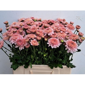 CHR TBU GOMPIE ROSE