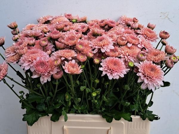 <h4>CHR TBU GOMPIE ROSE</h4>