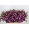 Chamelaucium Free Spirit