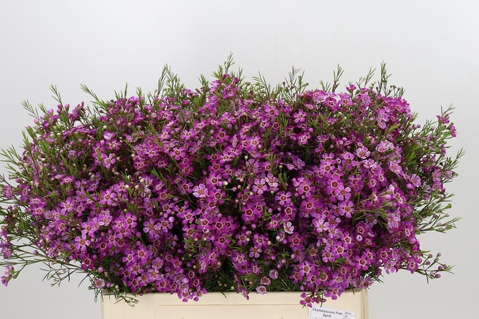 Chamelaucium Free Spirit