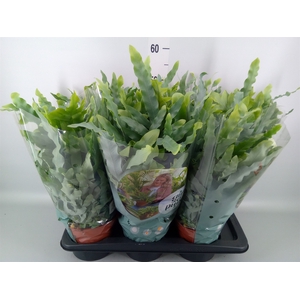 Phlebodium aureum 'Blue Star'