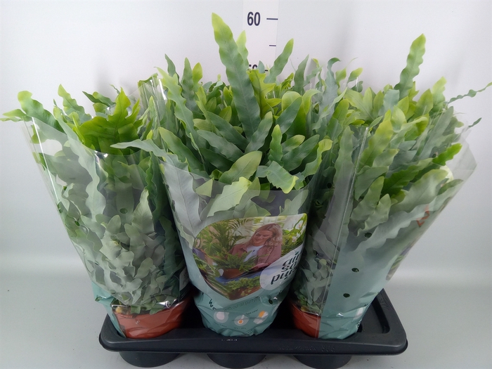 <h4>Phlebodium aureum 'Blue Star'</h4>