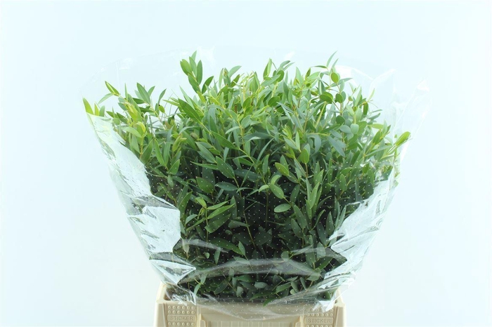 <h4>Euca Parvi Short 150 Gram</h4>