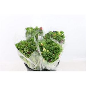 Anem Co Jerusal Mixed