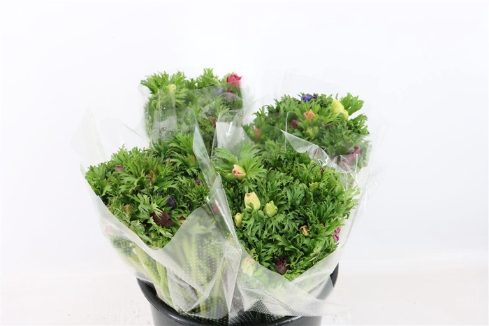 <h4>Anem Co Jerusal Mixed</h4>