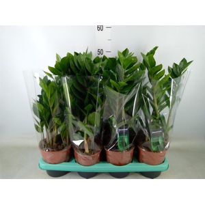 Zamioculcas zamiifolia