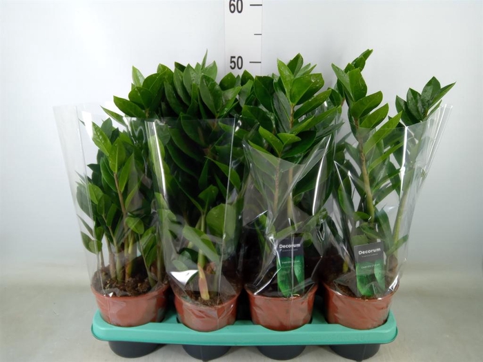 <h4>Zamioculcas zamiifolia</h4>