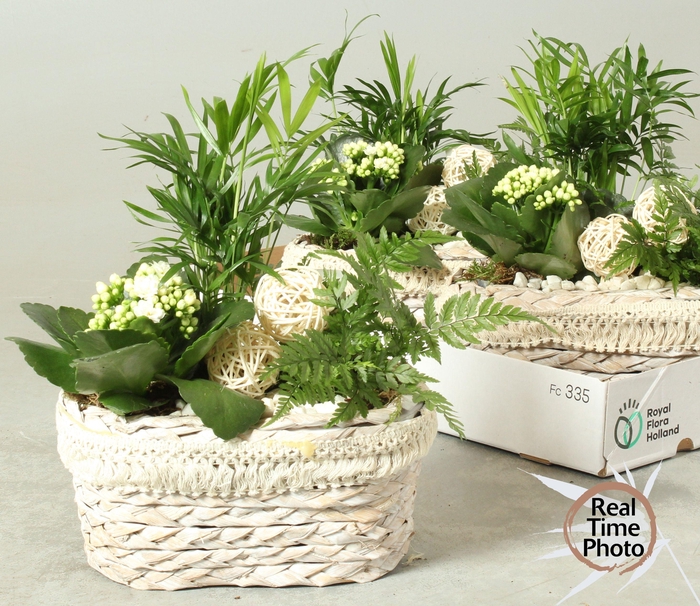 <h4>Arr Kamerpl</h4>