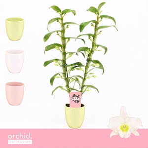 Dendrobium Nobilé, Apollon 2-spike in Lotte Mix 'Orchid Collection'