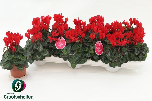 <h4>CYCL KL MIDORI SYN</h4>