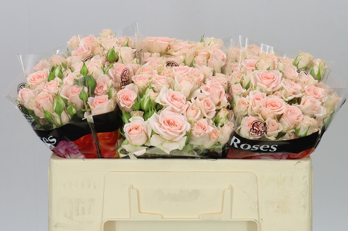<h4>Rosa Tr Sweet Sara</h4>
