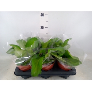 Kalanchoe NF daigremontiana
