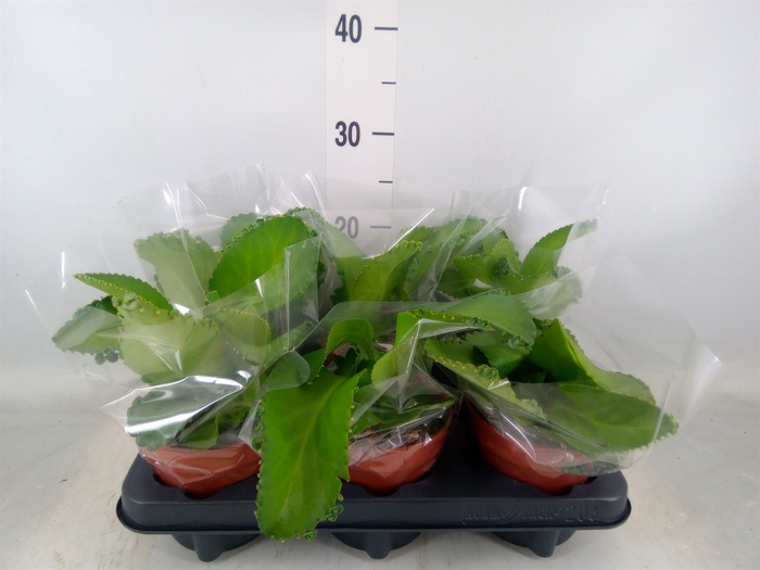 <h4>Kalanchoe NF daigremontiana</h4>
