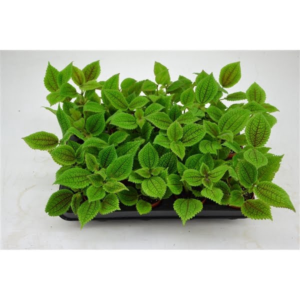 <h4>pilea 7 cm. 4 Moon Valley</h4>