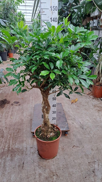 <h4>Schefflera Compacta</h4>