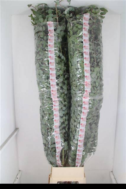 <h4>EUCA CINEREA</h4>