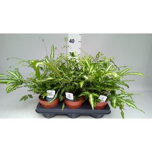 Pteris cretica 'Albolineata'