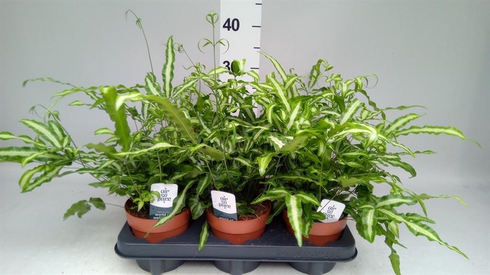 <h4>Pteris cretica 'Albolineata'</h4>